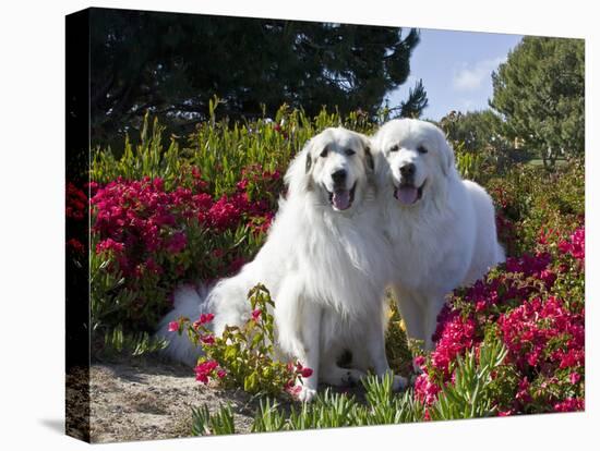 Two Great Pyrenees Together Among Red Flowers, California, USA-Zandria Muench Beraldo-Premier Image Canvas