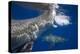 Two great white sharks Guadalupe Island, Mexico-David Fleetham-Premier Image Canvas