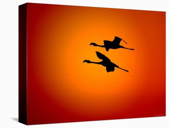 Two Greater Flamingos Flying Across Sunset Sky, Namibia-Tony Heald-Premier Image Canvas