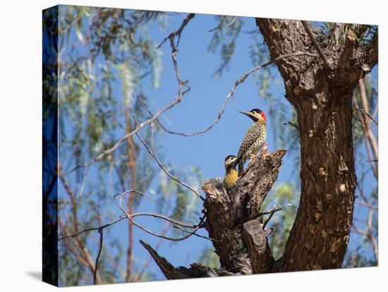 Two Green Barred Woodpeckers Perching in a Tree-Alex Saberi-Premier Image Canvas