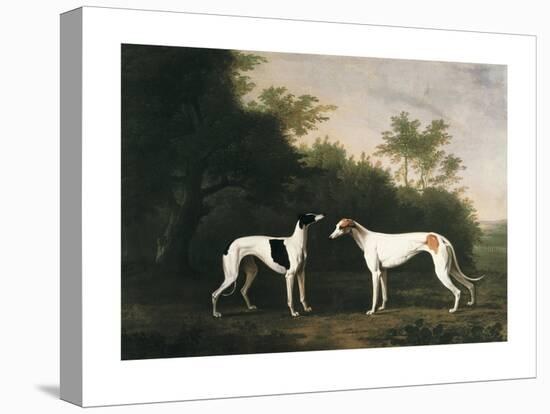 Two Greyhounds-unknown Boultbee-Stretched Canvas