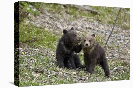 Two Grizzly Bear cubs of the year or spring cubs playing, Yellowstone Nat'l Park, Wyoming, USA-James Hager-Premier Image Canvas