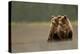 Two Grizzly bears, Lake Clark National Park, Alaska-Danny Green-Premier Image Canvas