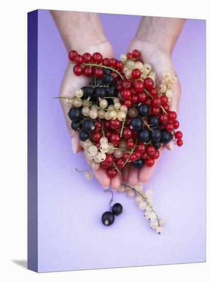 Two Hands Holding Black, Red and White Currants-Marc O^ Finley-Premier Image Canvas