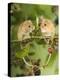 Two Harvest Mice Perching on Bramble with Blackberries, UK-Andy Sands-Premier Image Canvas