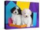 Two Havanese Puppies Sitting Together Surrounded by Colors, California, USA-Zandria Muench Beraldo-Premier Image Canvas