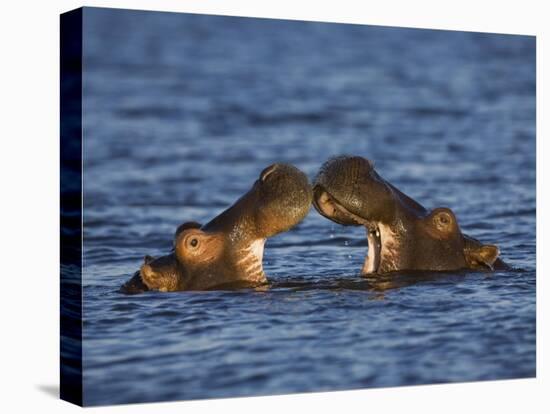 Two Hippopotamus Play Fighting, Chobe National Park, Botswana-Tony Heald-Premier Image Canvas