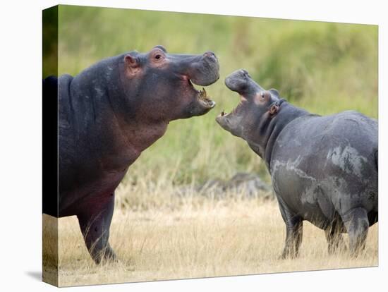 Two Hippopotamuses Sparring in a Forest, Ngorongoro Crater, Ngorongoro, Tanzania-null-Premier Image Canvas