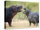 Two Hippopotamuses Sparring in a Forest, Ngorongoro Crater, Ngorongoro, Tanzania-null-Premier Image Canvas