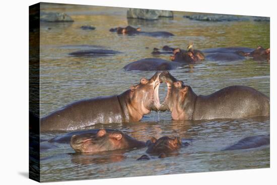 Two Hippos Fighting in Foreground of Mostly Submerged Hippos in Pool-James Heupel-Premier Image Canvas