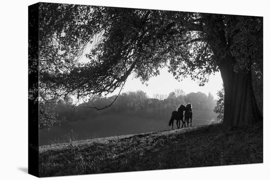 Two horses at sunset, Baden Wurttemberg, Germany-Panoramic Images-Premier Image Canvas