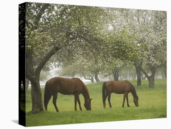 Two Horses Eating in Spring Pasture, Cape Elizabeth, Maine-Nance Trueworthy-Premier Image Canvas