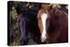 Two horses looking into camera-Gayle Harper-Premier Image Canvas