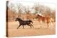 Two Horses Running In A Fall Pasture-Sari ONeal-Premier Image Canvas