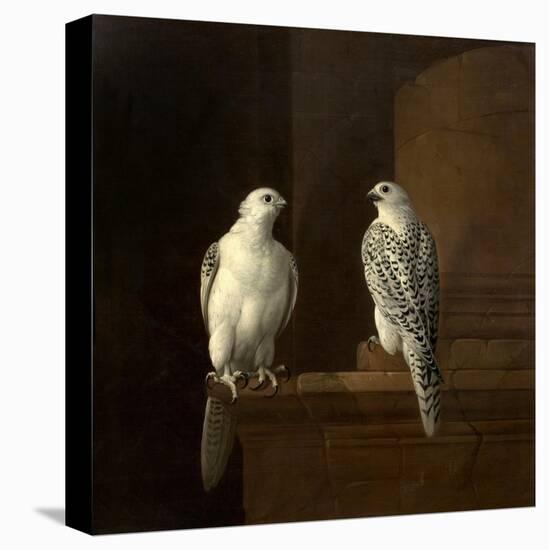 Two Iceland Falcons-Jakob Bogdani Or Bogdany-Premier Image Canvas