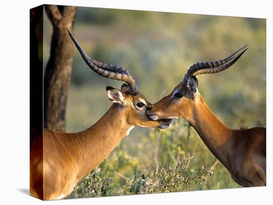 Two Impalas Standing Cheek to Cheek-John Alves-Premier Image Canvas