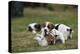 Two Jack Russell Terrier Puppies Playing, Two Others In The Background-David Pike-Premier Image Canvas