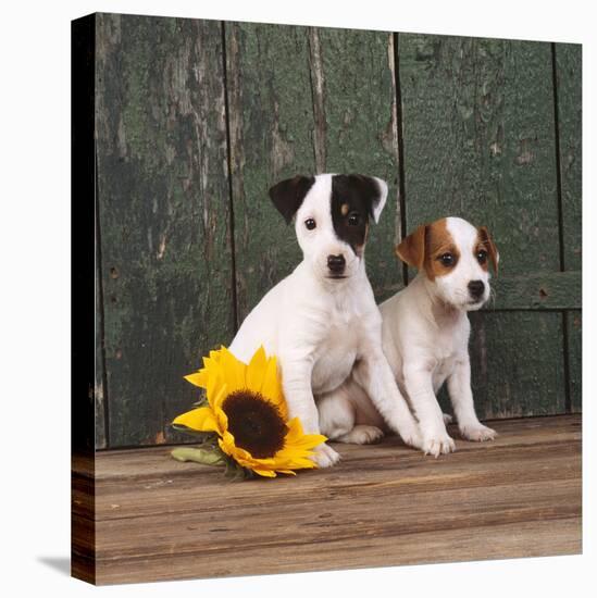 Two Jack Russell Terrier Puppies with Sunflower-null-Premier Image Canvas