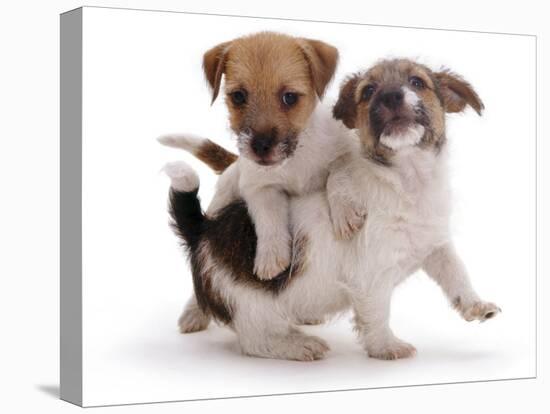 Two Jack Russell Terrier Pups Playing-Jane Burton-Premier Image Canvas