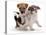 Two Jack Russell Terrier Pups Playing-Jane Burton-Premier Image Canvas