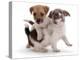 Two Jack Russell Terrier Pups Playing-Jane Burton-Premier Image Canvas