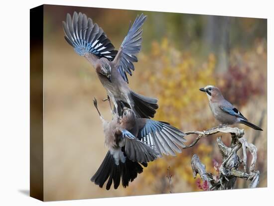 Two jays two fighting in mid-air, Norway-Markus Varesvuo-Premier Image Canvas