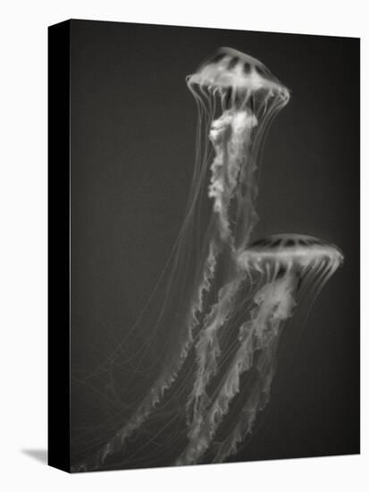 Two Jellyfish-Henry Horenstein-Premier Image Canvas