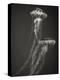 Two Jellyfish-Henry Horenstein-Premier Image Canvas