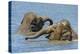 Two juvenile Asian elephants having fun bathing-Philippe Clement-Premier Image Canvas