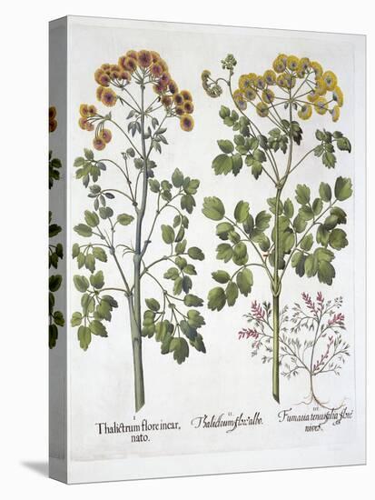 Two Kinds of Meadow Rue and Fumewort , from 'Hortus Eystettensis', by Basil Besler (1561-1629), Pub-German School-Premier Image Canvas