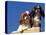 Two King Charles Cavalier Spaniel Adults on Wall-Adriano Bacchella-Premier Image Canvas