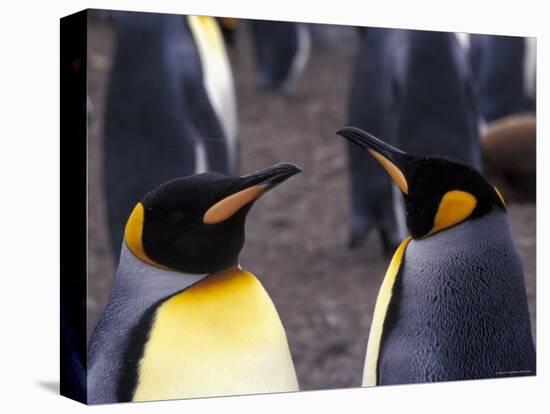 Two King Penguins Face to Face, (Aptenodytes Patagoni) South Georgia-Lynn M. Stone-Premier Image Canvas