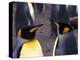 Two King Penguins Face to Face, (Aptenodytes Patagoni) South Georgia-Lynn M. Stone-Premier Image Canvas