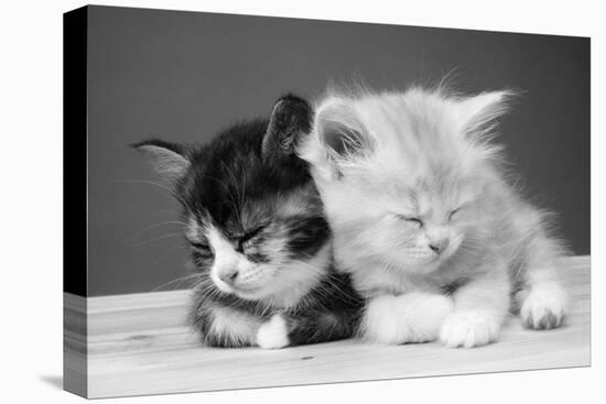 Two Kittens Asleep-null-Premier Image Canvas