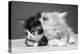 Two Kittens Asleep-null-Premier Image Canvas