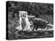 Two Kittens Stand in a Bird Bath Watching Something in the Grass-Thomas Fall-Premier Image Canvas