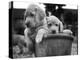 Two Labrador Puppies in a Flowerpot-Henry Grant-Premier Image Canvas