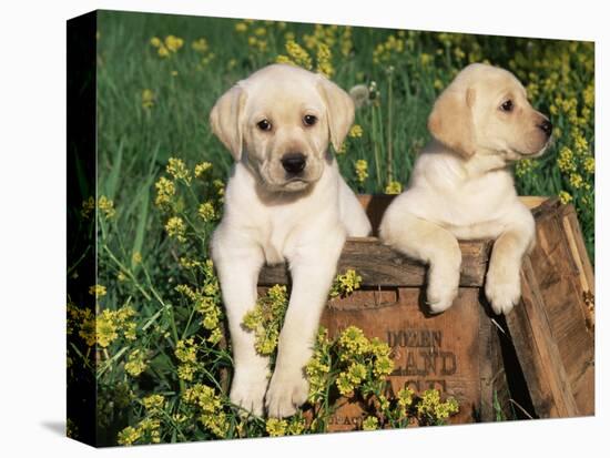 Two Labrador Retriever Puppies, USA-Lynn M. Stone-Premier Image Canvas