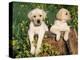 Two Labrador Retriever Puppies, USA-Lynn M. Stone-Premier Image Canvas