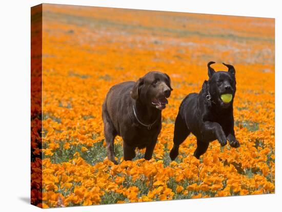 Two Labrador Retrievers Running and Playing Chase in Poppies at Antelope Valley, California, USA-Zandria Muench Beraldo-Premier Image Canvas