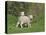 Two Lambs in June, Shetland Islands, Scotland, UK, Europe-David Tipling-Premier Image Canvas