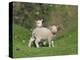Two Lambs in June, Shetland Islands, Scotland, UK, Europe-David Tipling-Premier Image Canvas
