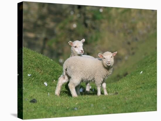 Two Lambs in June, Shetland Islands, Scotland, UK, Europe-David Tipling-Premier Image Canvas