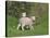 Two Lambs in June, Shetland Islands, Scotland, UK, Europe-David Tipling-Premier Image Canvas