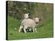 Two Lambs in June, Shetland Islands, Scotland, UK, Europe-David Tipling-Premier Image Canvas