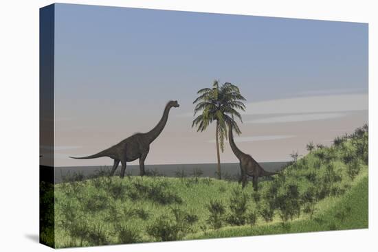 Two Large Brachiosaurus Grazing on a Tall Tree-null-Stretched Canvas