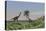 Two Large Brachiosaurus Grazing on a Tall Tree-null-Stretched Canvas