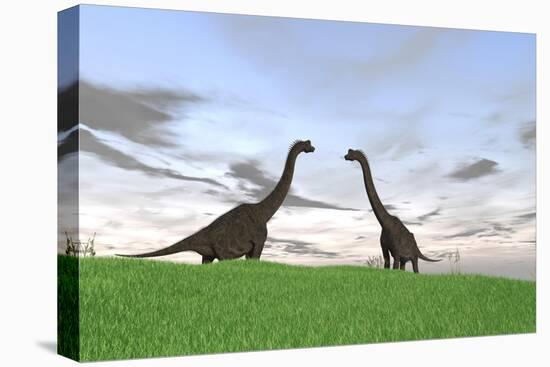 Two Large Brachiosaurus in a Grassy Field-null-Stretched Canvas