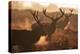 Two Large Deer Stags' Backlit Breath on an Early Misty Morning in Richmond Park-Alex Saberi-Premier Image Canvas