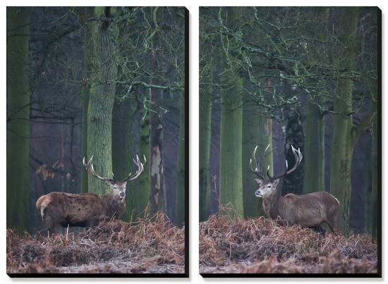 Two Large Deer Stags Stand their Ground in Forest in Winter-Alex Saberi-Stretched Canvas